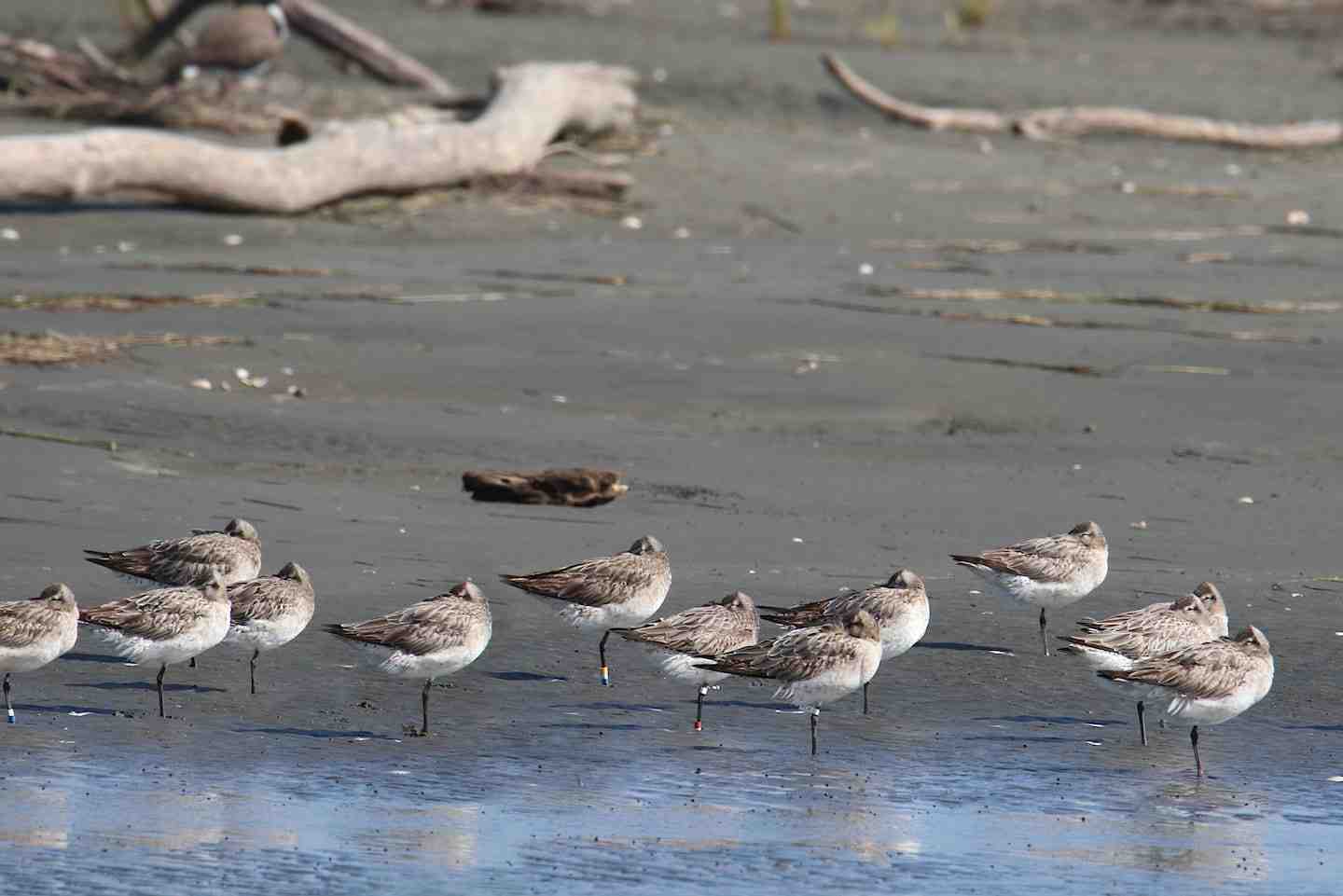 Godwits/kuaka travel thousands of kilometres between their breeding and nonbreeding grounds and Far North iwi Ngāti Kuri are presenting their indigenous knowledge on the migratory bird last week in China