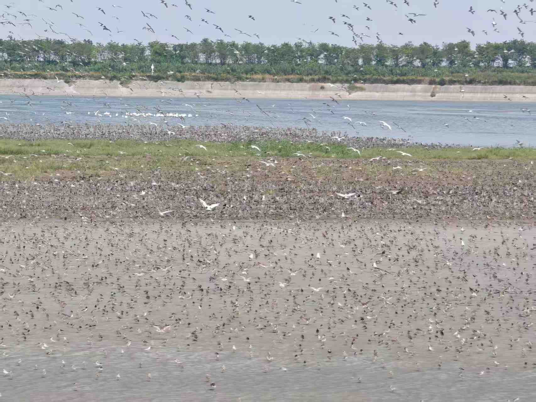 Flocks of birds at the Tiaozini Wetlands. /Jia Yifei